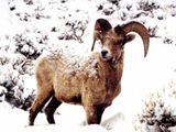 Bighorn sheep in the Elkhorn Mountains, MT ©  Harold Yant  http://www.bighorn.org/index.html