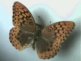 The threatened Oregon silverspot butterfly  © http://www.orecity.k12.or.us/ochs/departments/science/species/butterfly.html