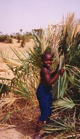 Harvesting palm, Mali © Denise Mortimer