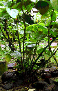 Sakau Plant (Piper methysticum) © The Nature Conservancy   