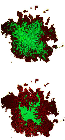The top figure shows Pohnpei's forests (in green) in 1975.  The figure below shows the forest cover in 1995, illustrating a significant decrease in forest coverage during those twenty years © The Nature Conservancy
