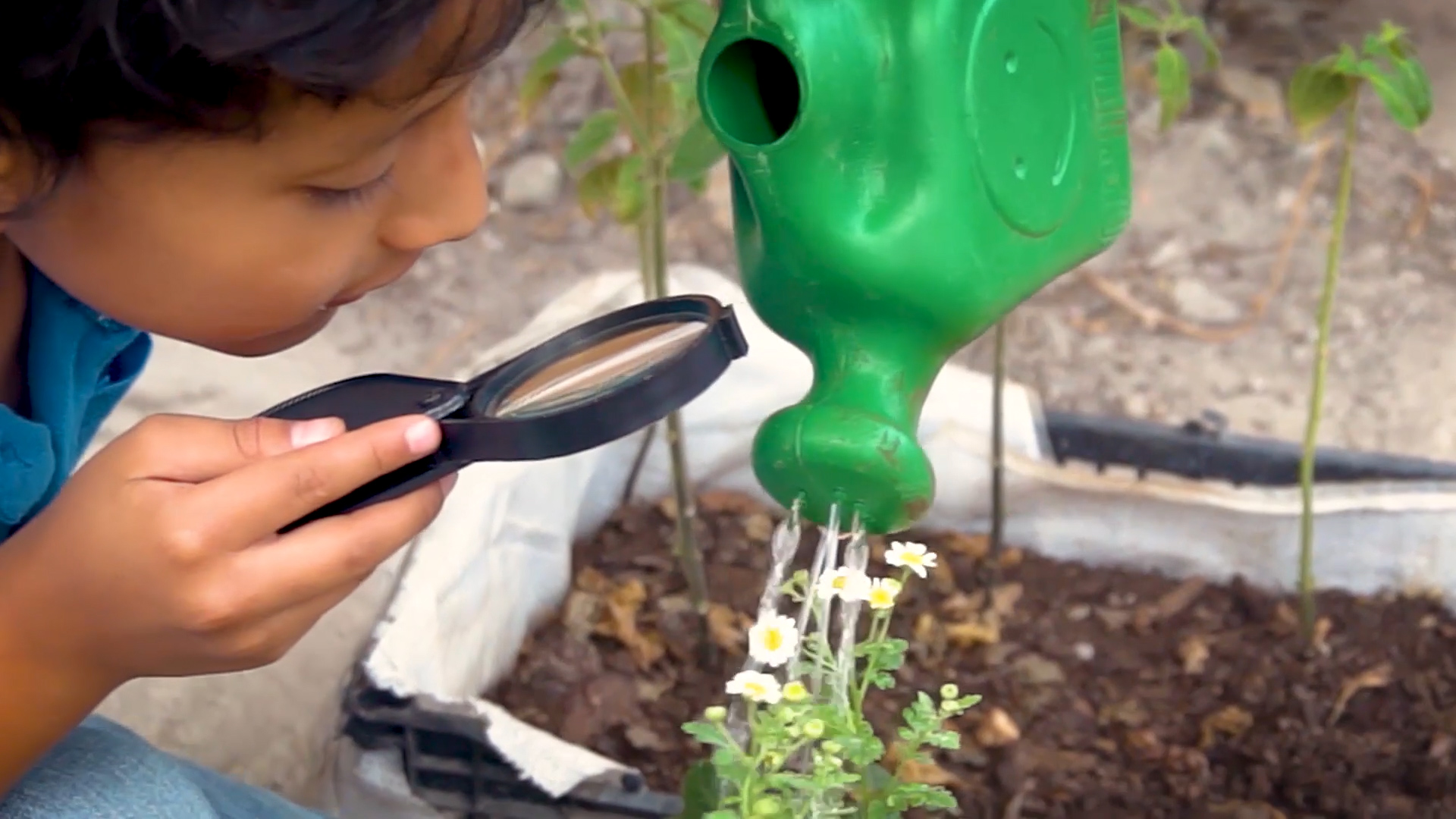 Child examines plant as he waters it
