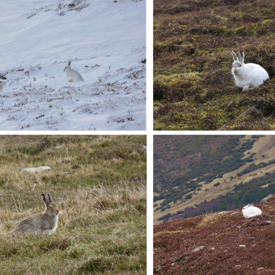 Mountain hares in Scottish Highlands