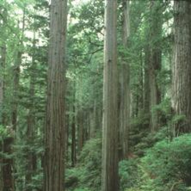Redwood National Park’s Lower Prairie Creek Watershed