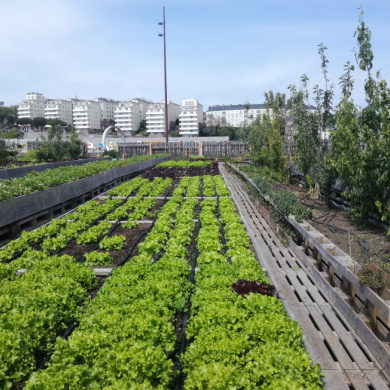 Food from urban agriculture has carbon footprint 6 times larger than conventional produce, study shows