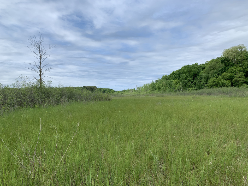 A photo of the prairie fen natural community at St. Pierre Wetland