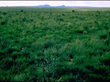 Kiowa National Grasslands © Mark Nohl 1999