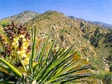 A yucca plant in the San Gorgonio Wilderness © http://gorp.away.com/gorp/publishers/westcliffe/ca_gorgo.htm