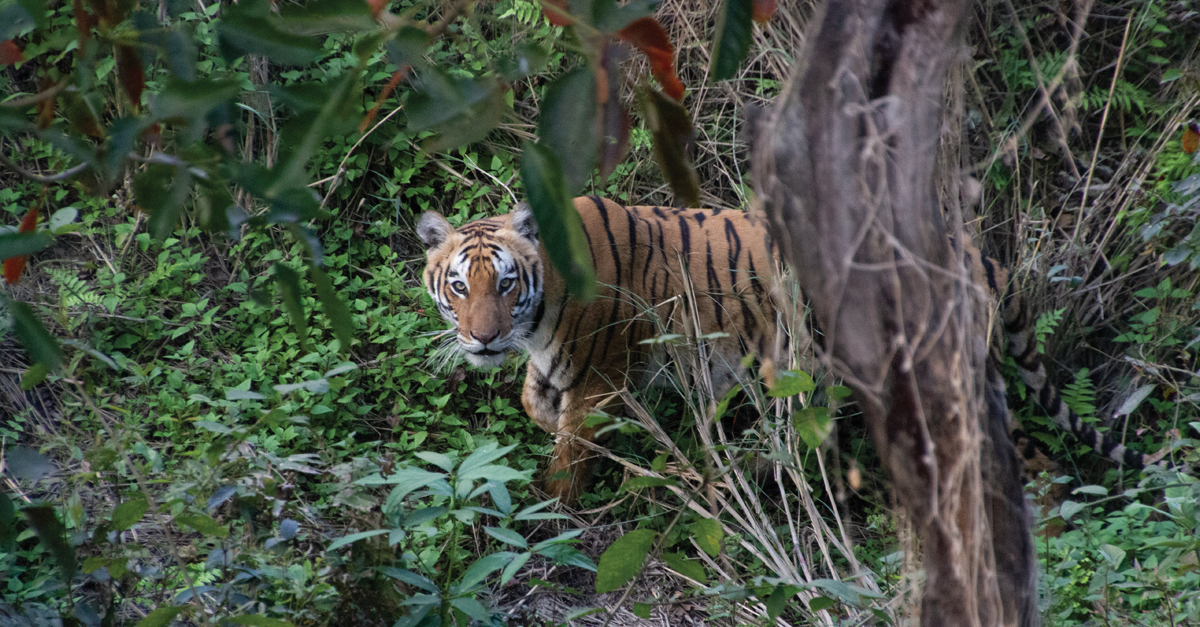 a tiger on the prowl in Bardia National Park in Nepal.