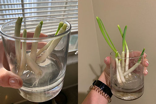 Propagating green onions from kitchen scraps