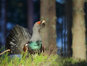 A western capercaillie (Tetrao urogallus) in a boreal forest in eastern Finland. Populations of this  species, which is part of  the grouse family, are declining in parts of Europe due to habitat loss. Image credit: Sergio de Miguel.