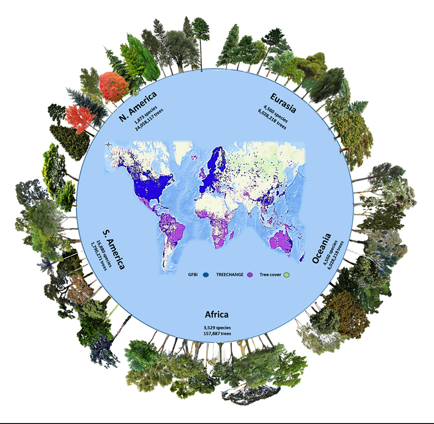 The number of tree species and individuals per continent in the Global Forest Biodiversity Initiative database, one of two databases used in the new study.