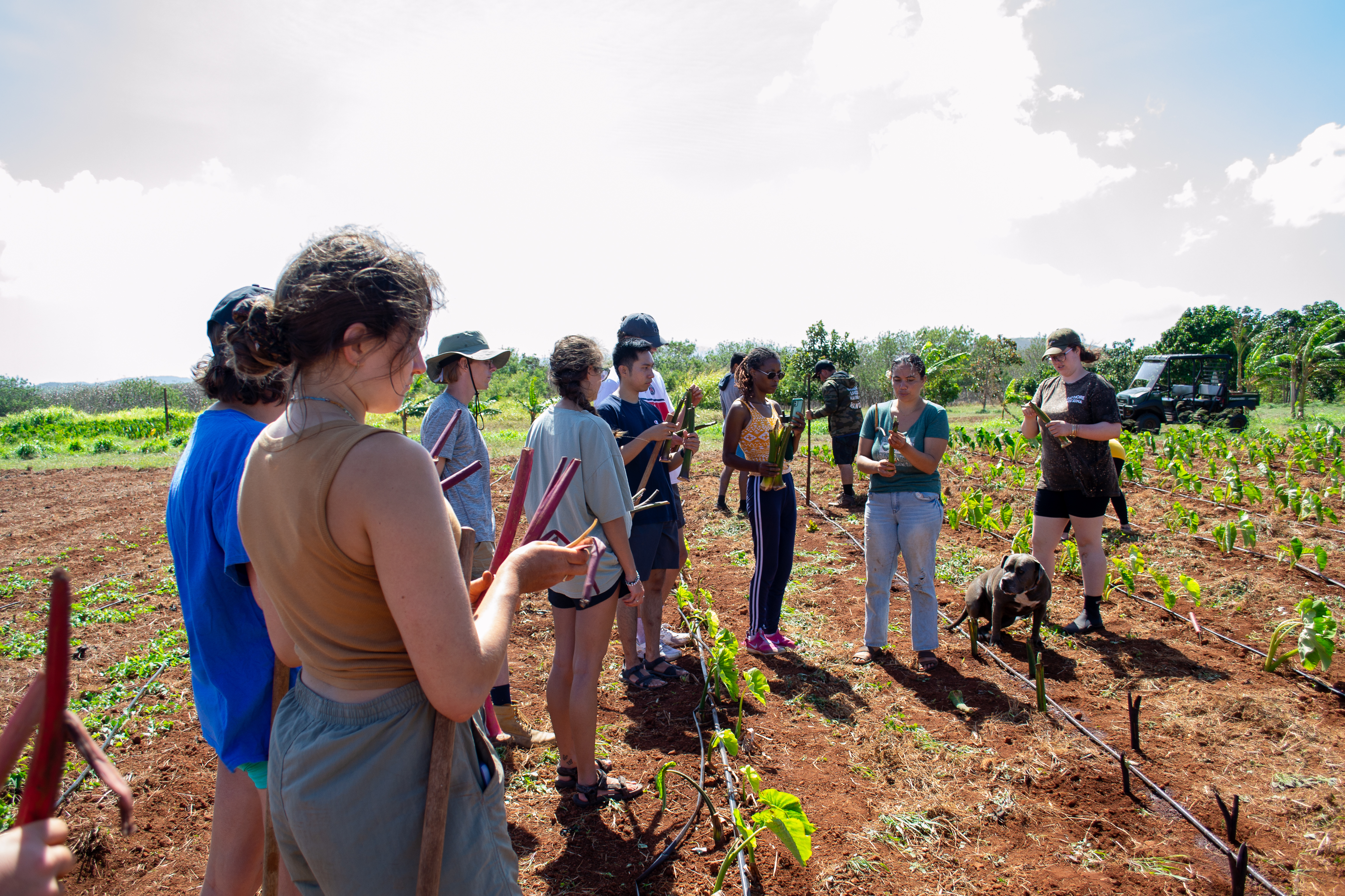 SEAS students learning about dryland taro cultivation from Puna Kalipi, land manager at Moloka‘i Heritage Trust. Photo credit: Sierra Mathias. 