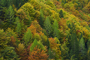 Coniferous mixed forest, Val Saisera, Italian Julian Alps, Italy. Image credit: Dario Di Gallo, Regional Forest Service of Friuli Venezia Giulia, Italy.