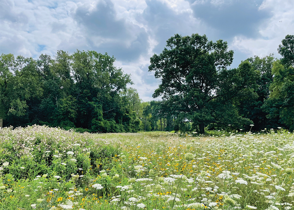 The inner loop of Detroit's Eliza Howell Park in summer, where previous restoration efforts and a period of reduced maintenance due to the COVID pandemic allowed native species to reemerge. The SEAS capstone team built upon this natural regeneration and recommended planting and management strategies that would further enhance the park's biodiversity and beauty. Photo by Emily Brent.