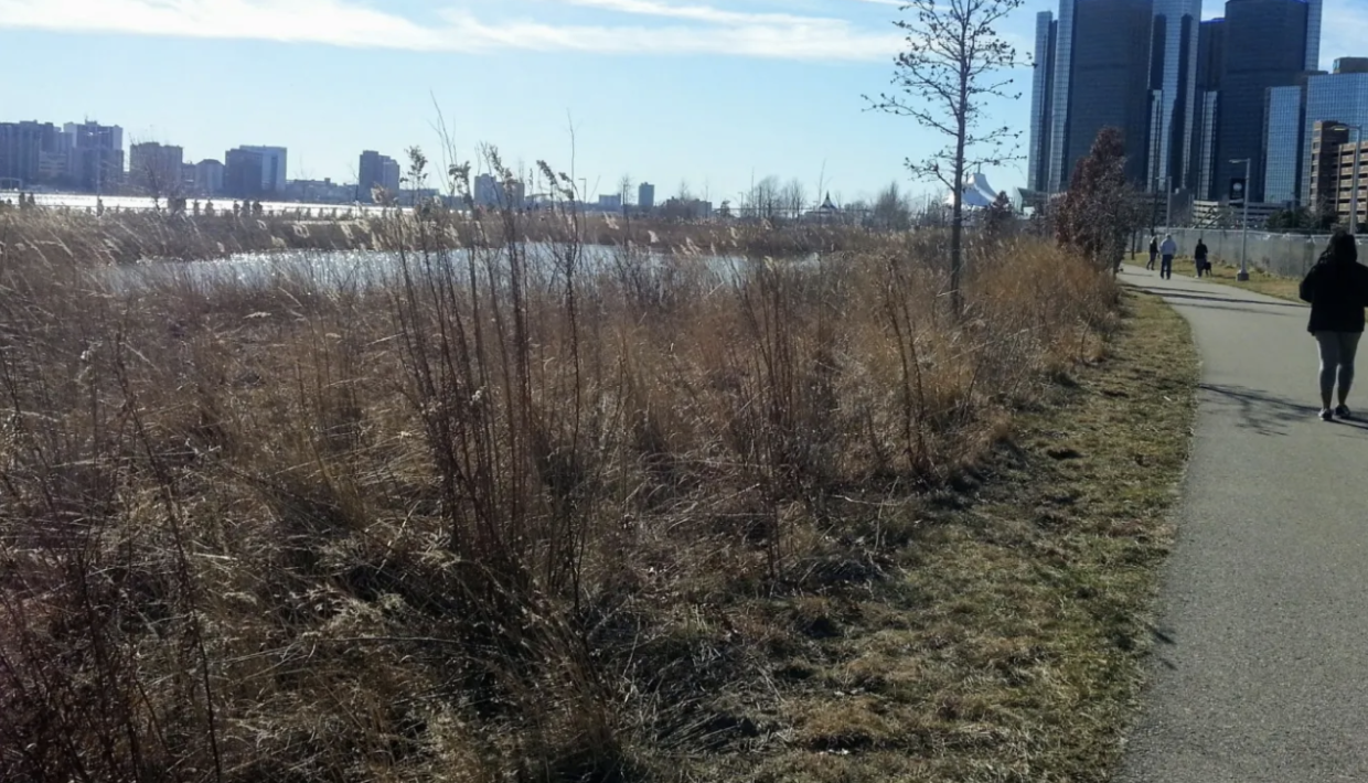 Photo of a constructed wetland at the William Milliken state park