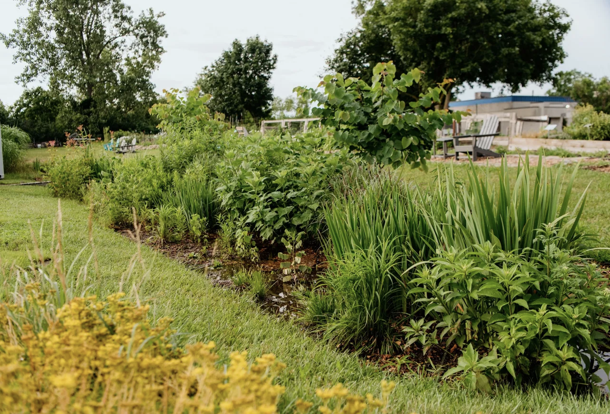 Photo of a rain garden captured by the Huron Watershed Council