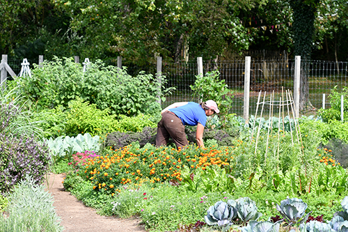 a woman working in a community garden harvesting