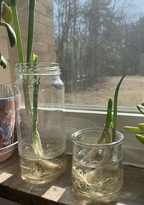 Propagating green onions from kitchen scraps