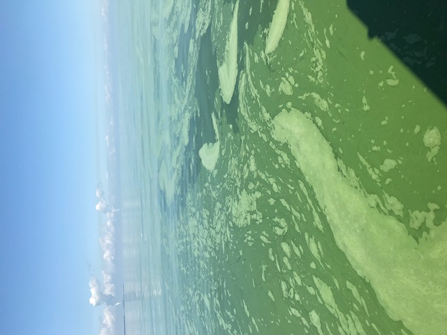 Swirling green algal blooms have become an annual fixture in Lake Erie.
