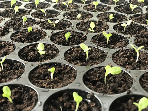 plant seedlings