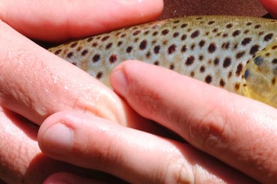 Trout in hands