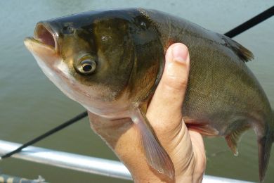 Climate warming increases Asian carp threat to Lake Michigan by offsetting quagga mussel &#039;ecological barrier&#039;