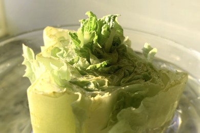 romiane lettuce