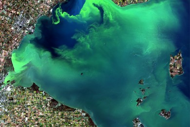 Western Lake Erie and an algae bloom as seen from a Landsat-8 satellite