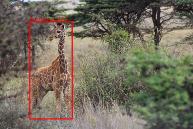 An AI-identified animal: Nathan Fox trained an AI model to detect animals in photographs. The red bounding box highlights where the animal is detected, and the percentage shows how confident the AI model is in its accuracy.
