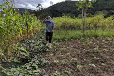 A farmer in Brazil is pictured on a diversified fruit and vegetable farm.