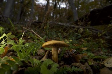 Climate change is moving tree populations away from the soil fungi that sustain them