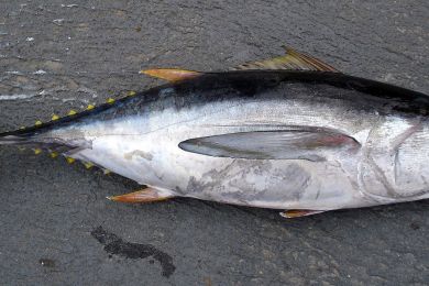 Bigeye tuna. Image credit: Allen Shimada, NOAA NMFS OST