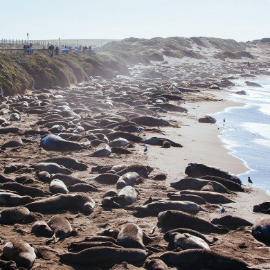 elephant seals in california