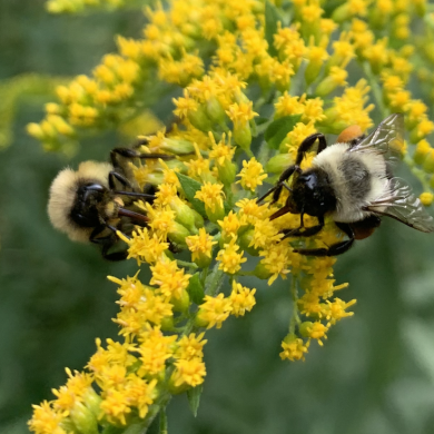 Photo of rusty patched bumble bees (Bombus affinis) on Goldenrod