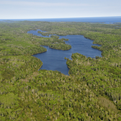 Analysis of competitive terrestrial foraging: moose-beaver interactions on Isle Royale