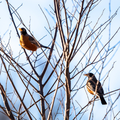 Long Term Habitat Restoration and Community Engagement for a Michigan Audubon Bird Sanctuary