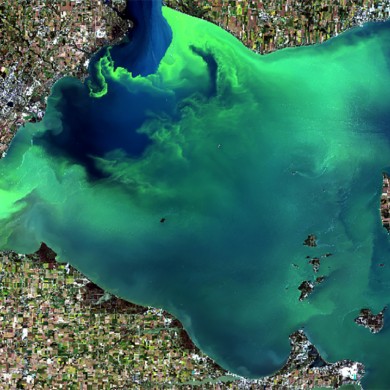 Western Lake Erie and an algae bloom as seen from a Landsat-8 satellite