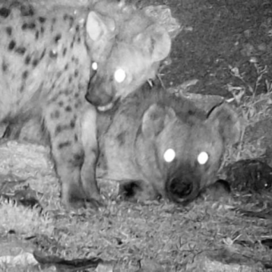 Juvenile (left) and adult spotted hyenas at night in Mekelle, Ethiopia. Image credit: Chinmay Sonawane