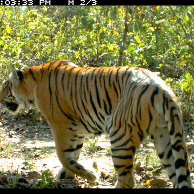 U-M study forecasts the effects of roads and railways on endangered tigers  