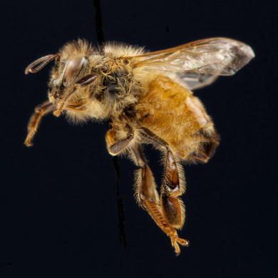 Honey Bee specimen