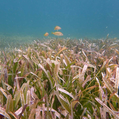 Caribbean seagrasses provide services worth $255B annually, including vast carbon storage, study shows