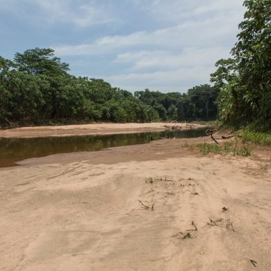 Research by Overpeck predicts climate change will make Amazon rainforest drier