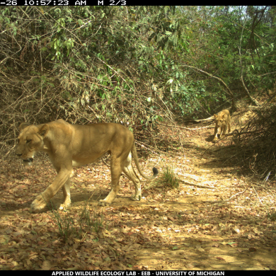 Two West African lions in Park W-Niger, part of the WAP Complex, photographed during a University of Michigan-led wildlife camera survey. West African lions are smaller than, and genetically distinct from, other African lions. Image credit: University of Michigan Applied Wildlife Ecology Lab