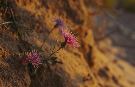 Image of Invasive Spotted Knapweed at SBDNL