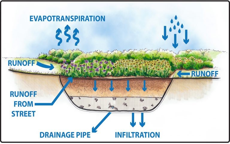 innovative gardens help manage stormwater