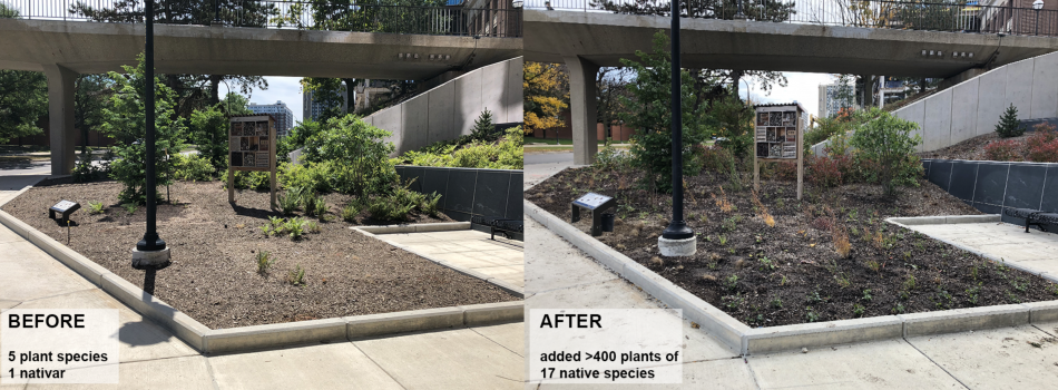 October 17, 2020 pollinator habitat installation near the Museum of Natural History and the Biological Sciences Building 