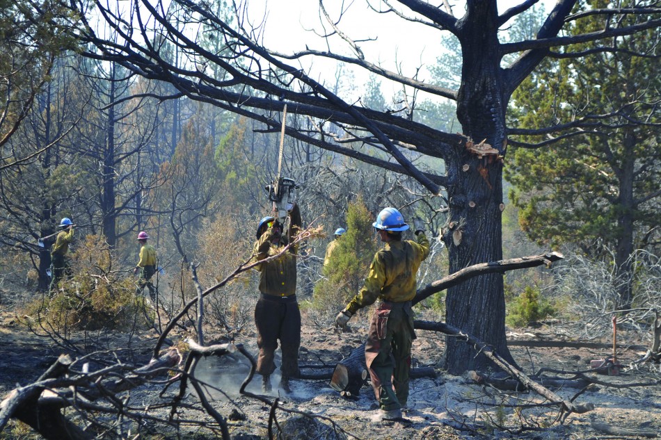  Members of the Dalton Hotshots remove unburnt tree limbs from a hot tree near the edge of the Antelope Fire in NE California. 