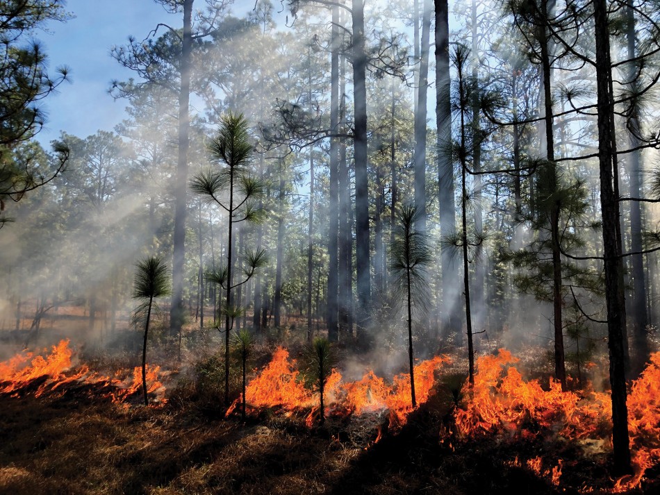 The sun shines through the smoke and fire as a prescribed burn removes the forest understory in the National Forest in Mississippi.