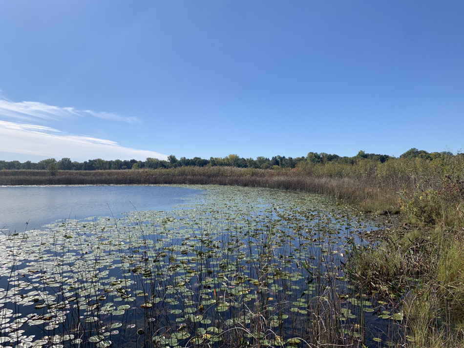 Photo of Bass Lake and the edge of the prairie fen